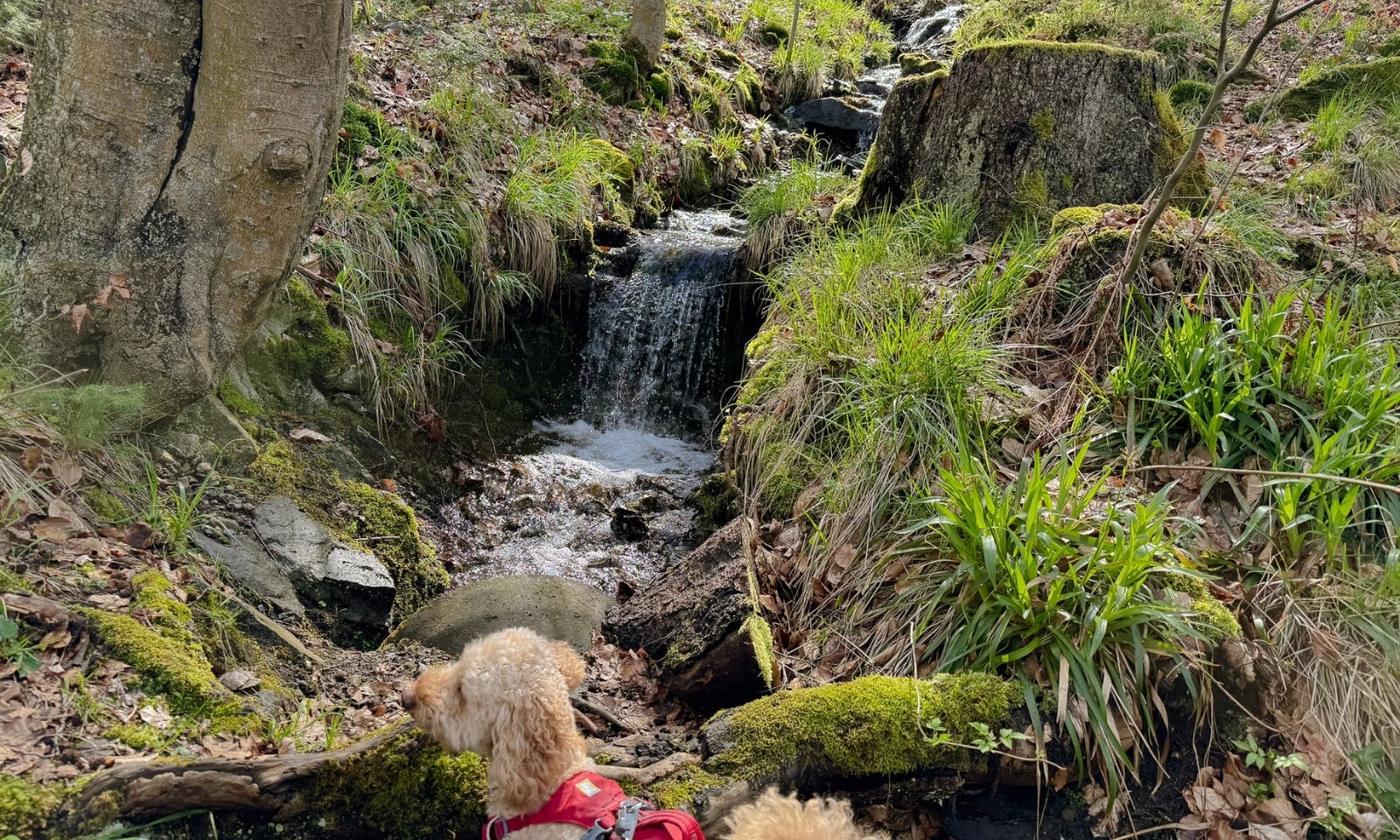 Goldendoodle Java vor einem Bach in der Nähe des Randau Wasserfalls im Harz