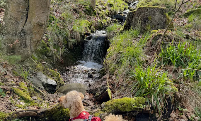 Goldendoodle Java vor einem Bach in der Nähe des Randau Wasserfalls im Harz