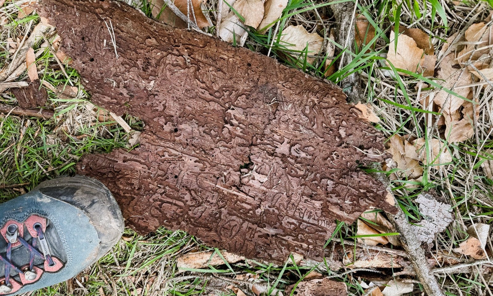 Borkenkäfer Harz Totholz Muster