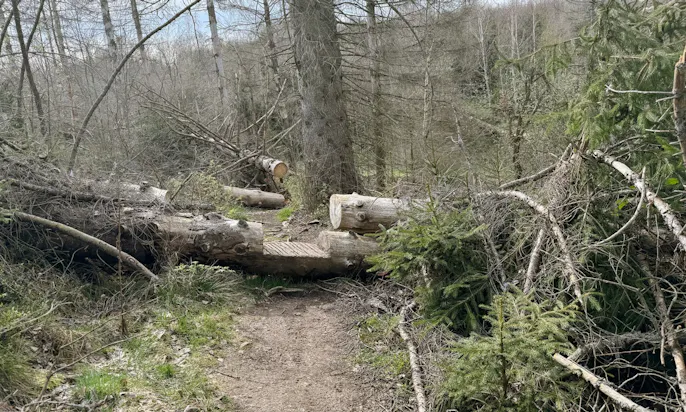 Totholz auf dem Pionierweg an der Eckertalsperre