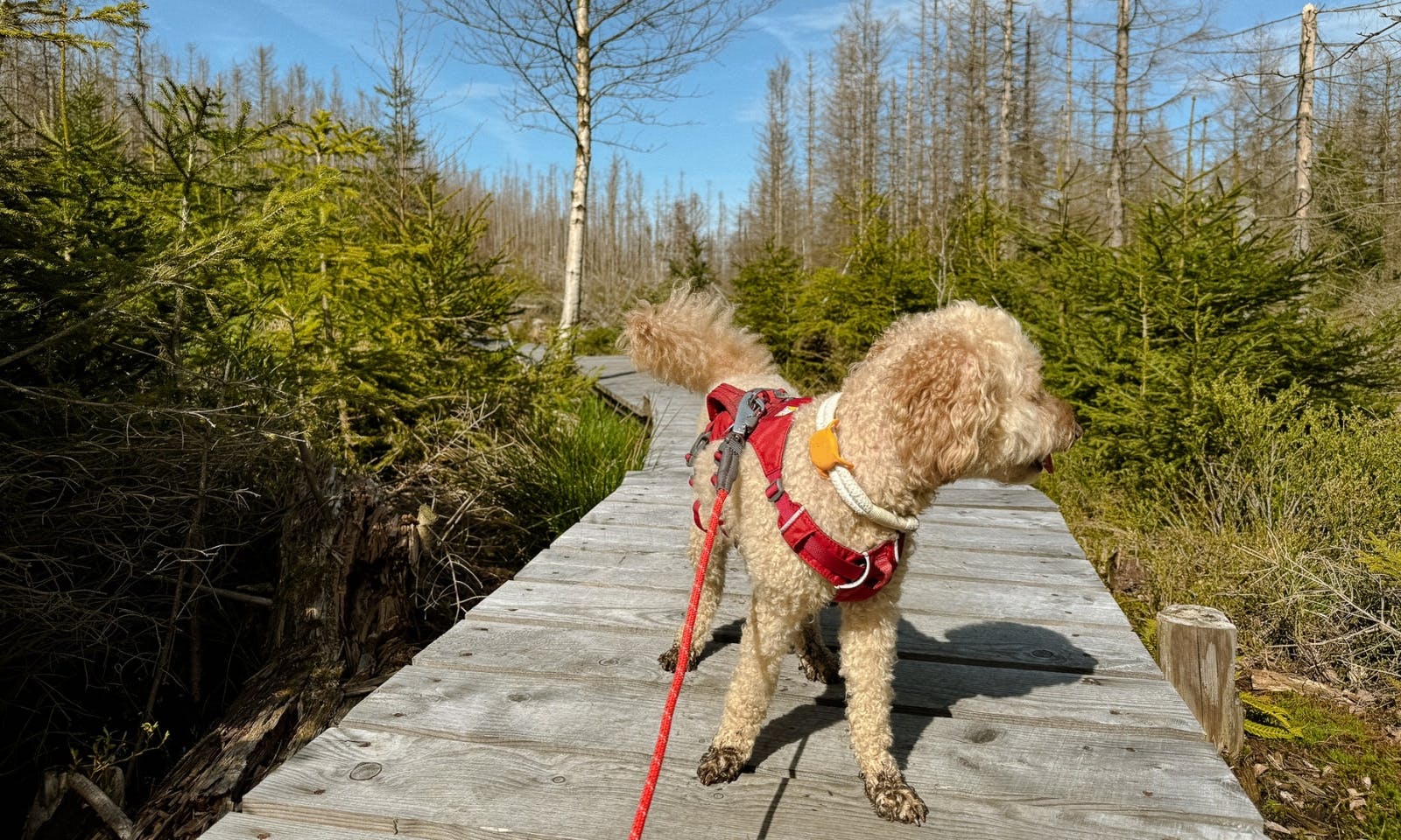 Pudel auf dem Pionierweg an der Eckertalsperre bei Torfhaus im Harz im Frühling bei gutem Wetter