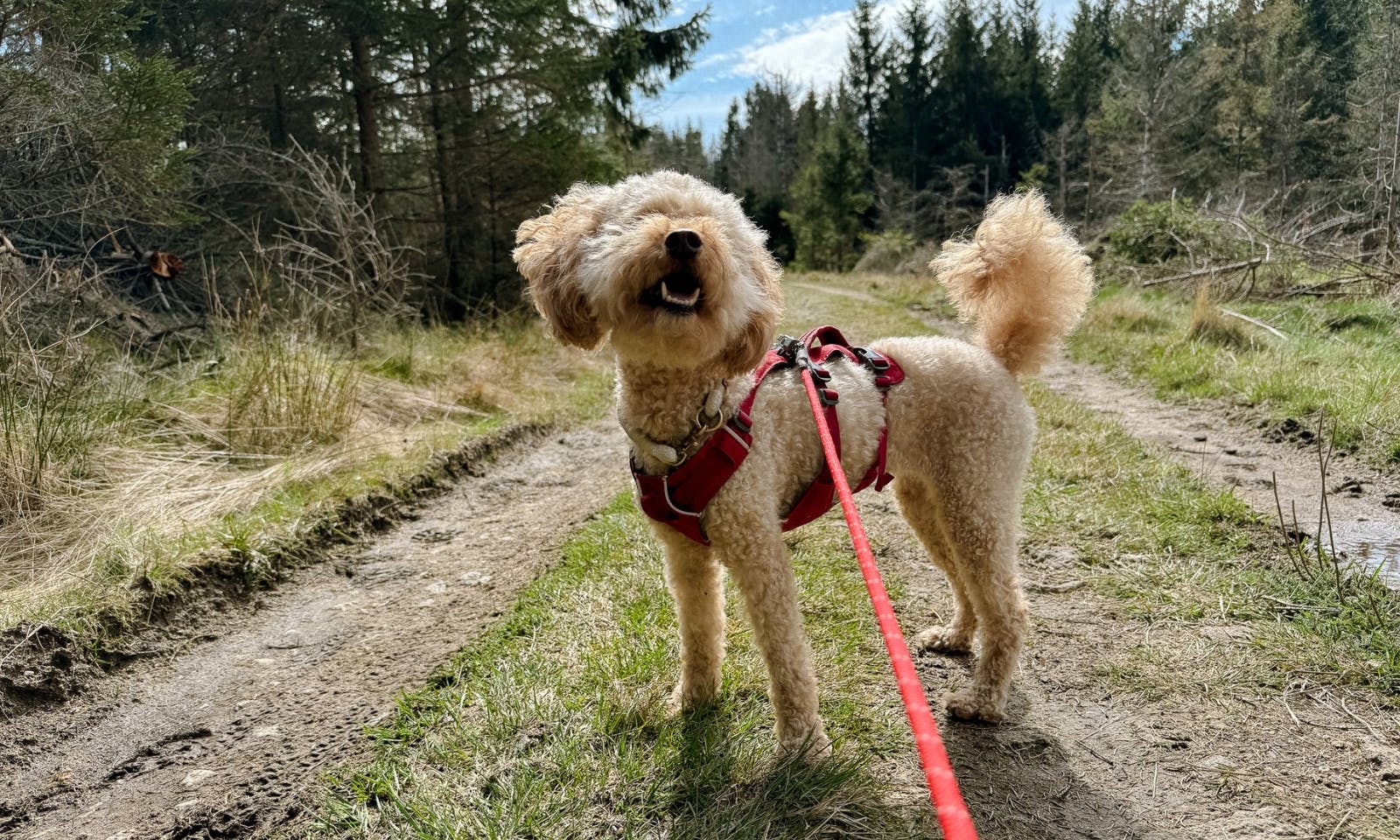 Roter Pudel beim Wandern im Harz mit rotem Wandergeschirr und Wanderleine