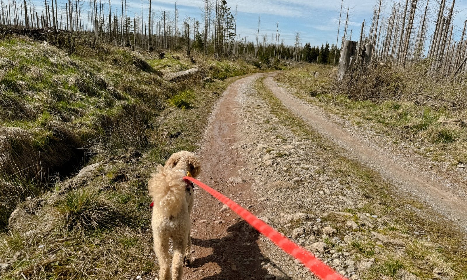 Roter Pudel beim Wandern im Harz mit rotem Wandergeschirr und Wanderleine