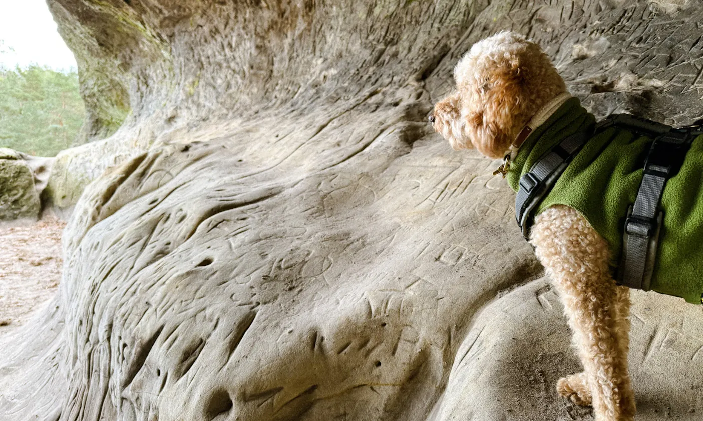 Hund im Kuhstahl an der Teufelsmauer