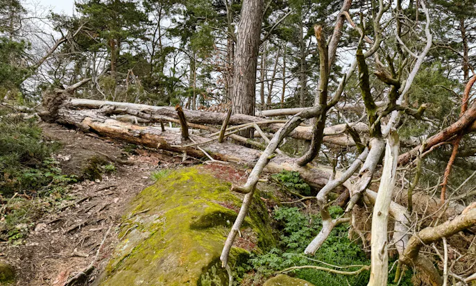 Teufelsmauerstieg Harz