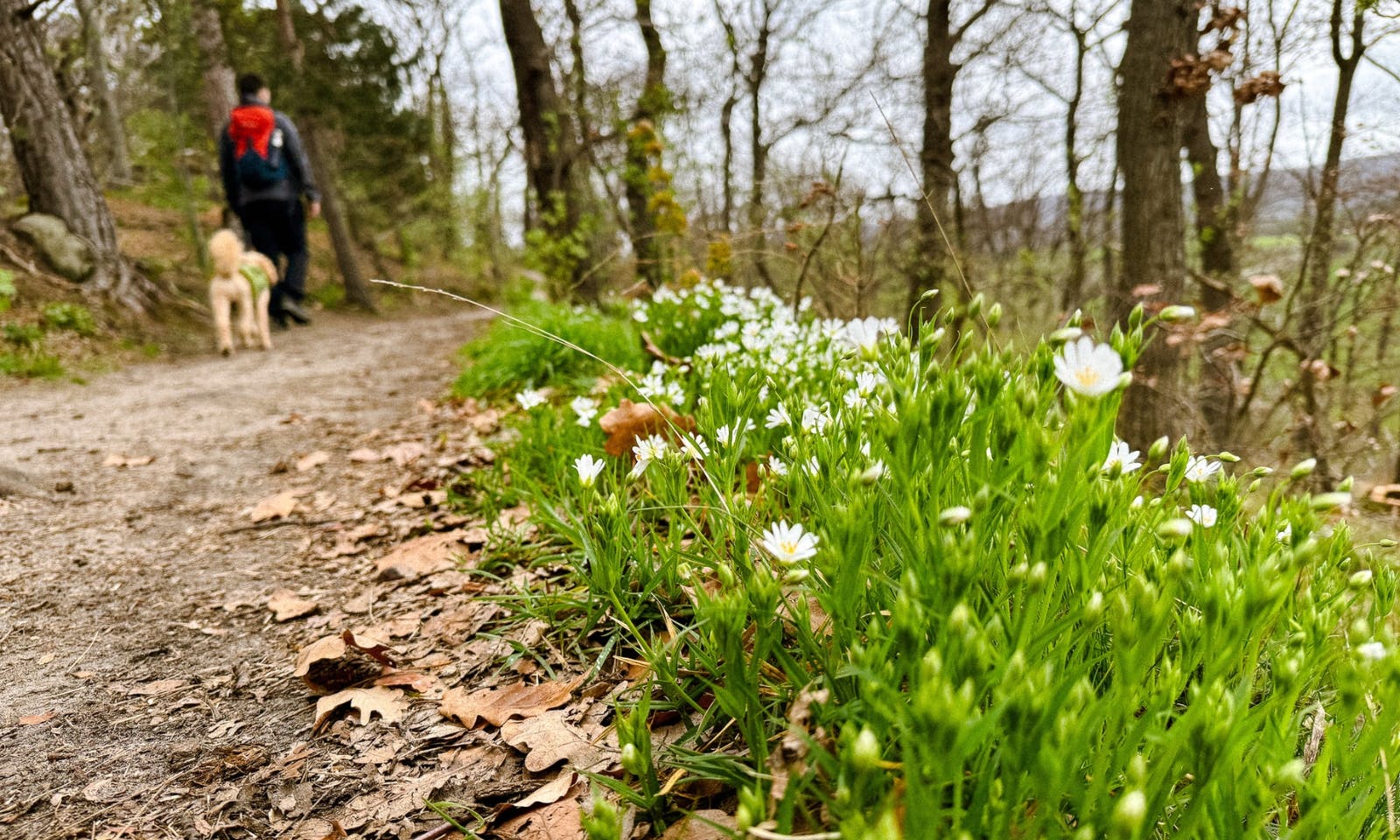 Wandern im Harz im Frühling mit Goldendoodle Java
