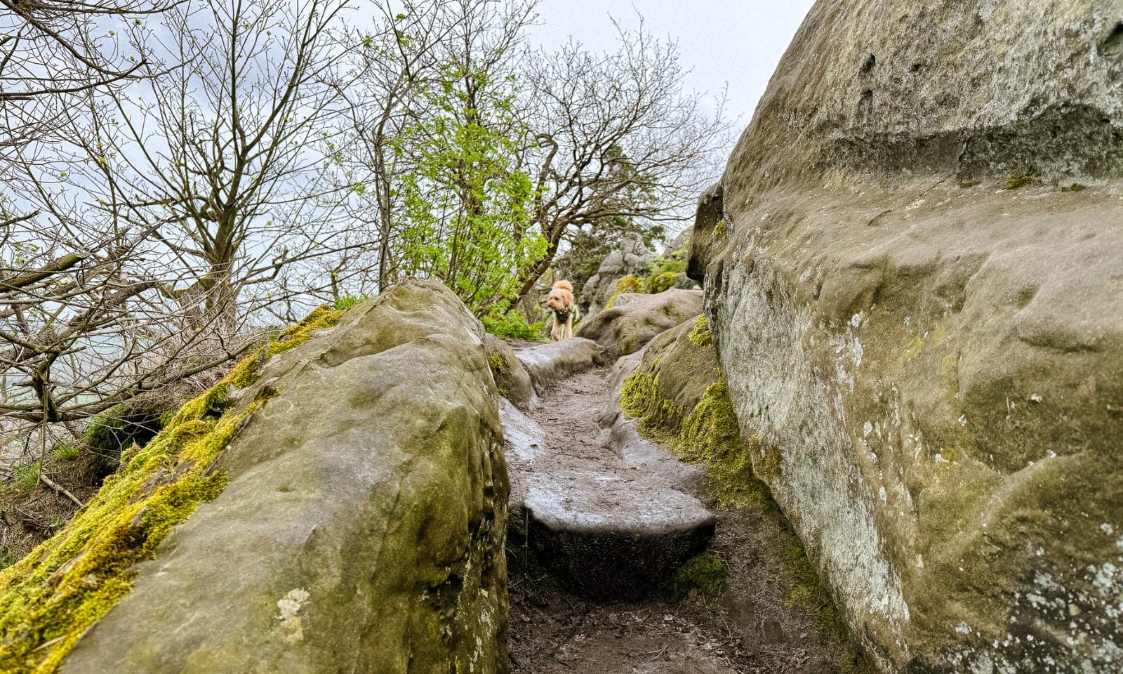 Teufelsmauer im Harz mit Hund