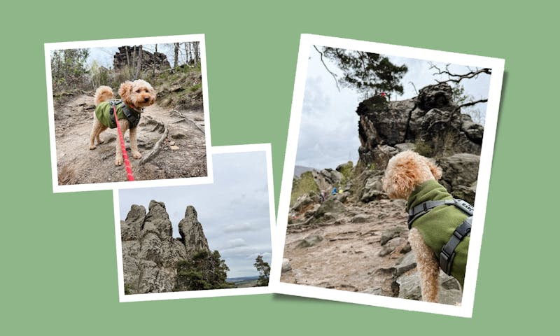 Wandern mit Hund im Harz: Abenteuerliche Wanderung über die spektakuläre Teufelsmauer