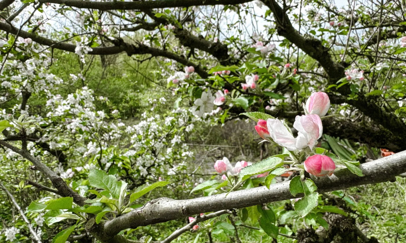 Neandertal im Frühling