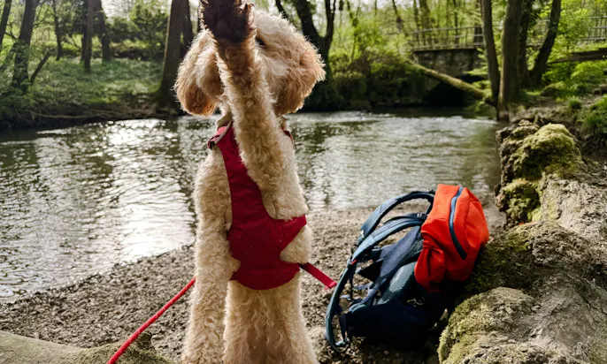 Pudel mit Wandergeschirr im Neandertal in NRW bei Düsseldorf