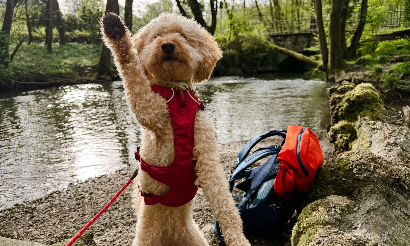 Neanderlandsteig mit Hund