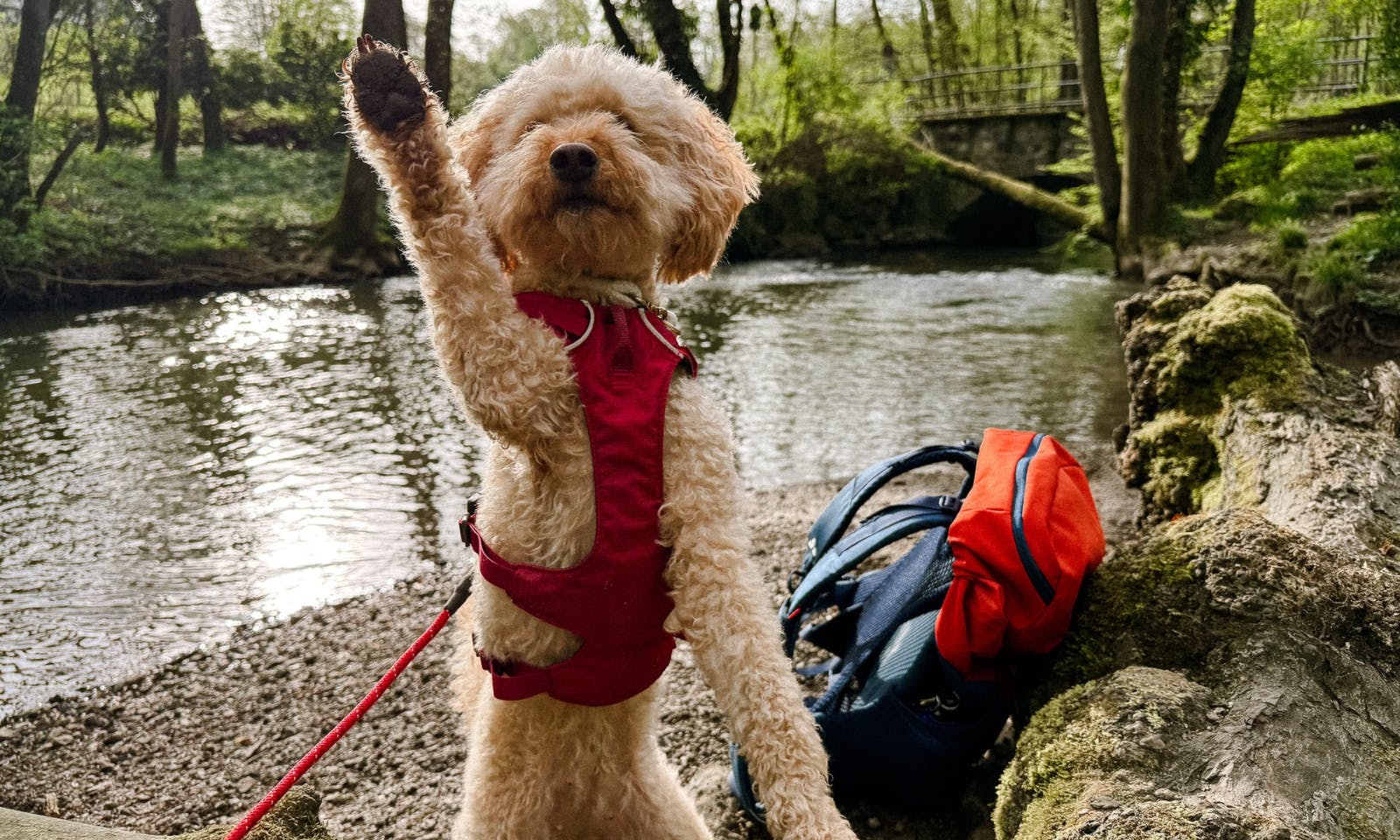 Neanderlandsteig mit Hund