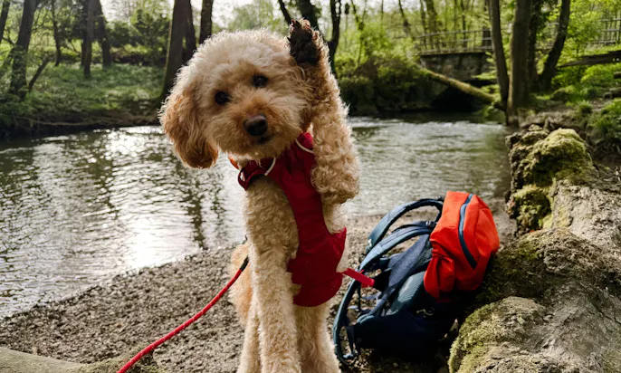 Neanderland Wanderwoche 2024 mit Hund