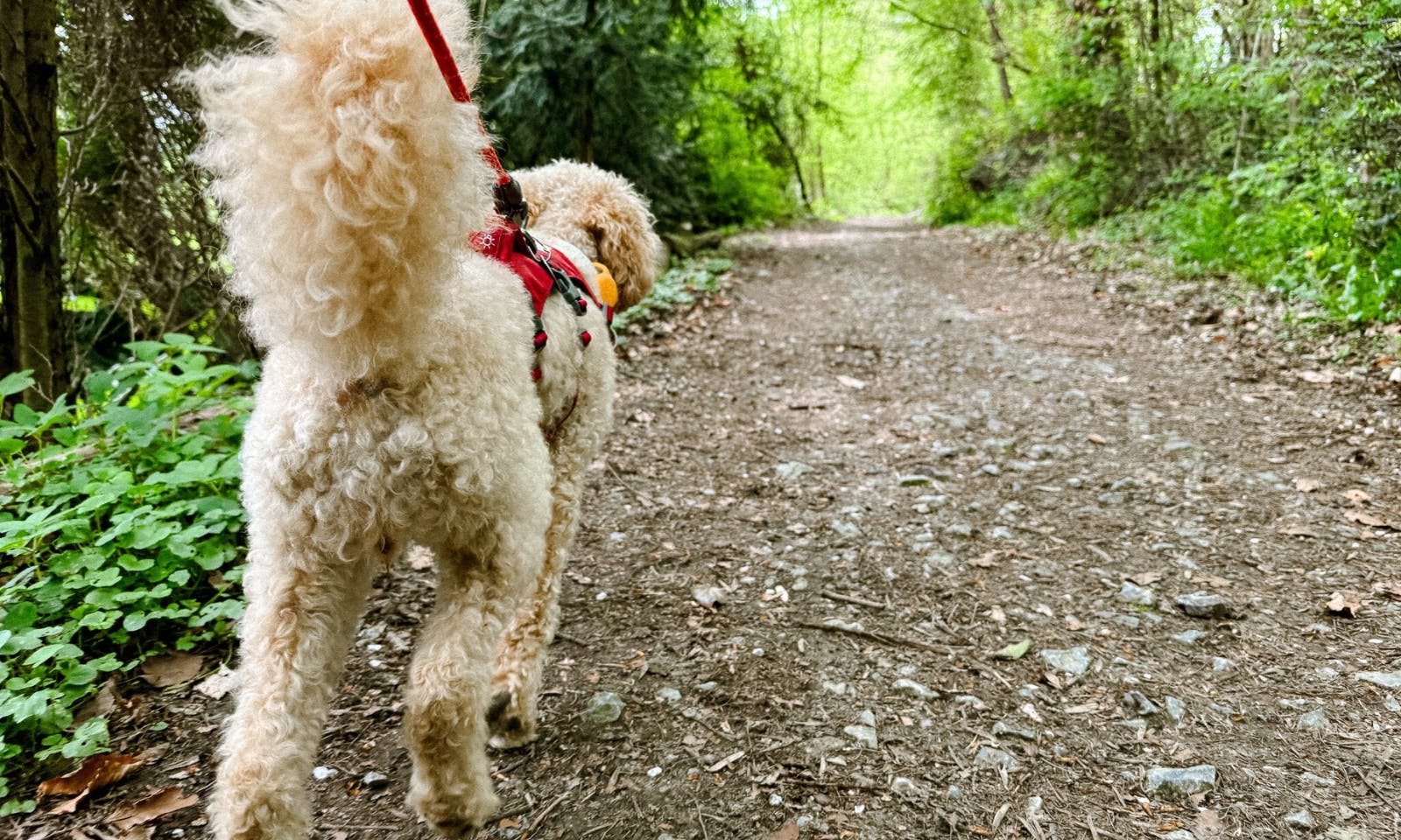 Pudel an der Düssel im Neandertal mit Wandergeschirr und Wanderleine
