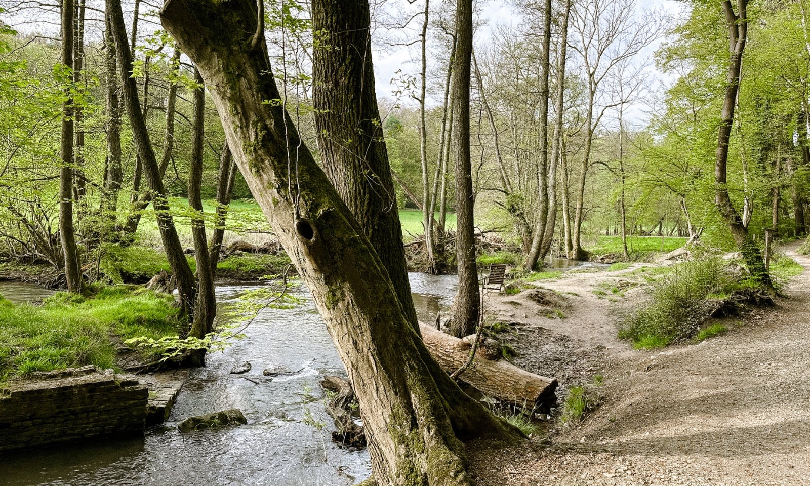 Wanderweg an der Düssel im Neandertal bei frühlingshaftem Wetter und der Natur die aufblüht