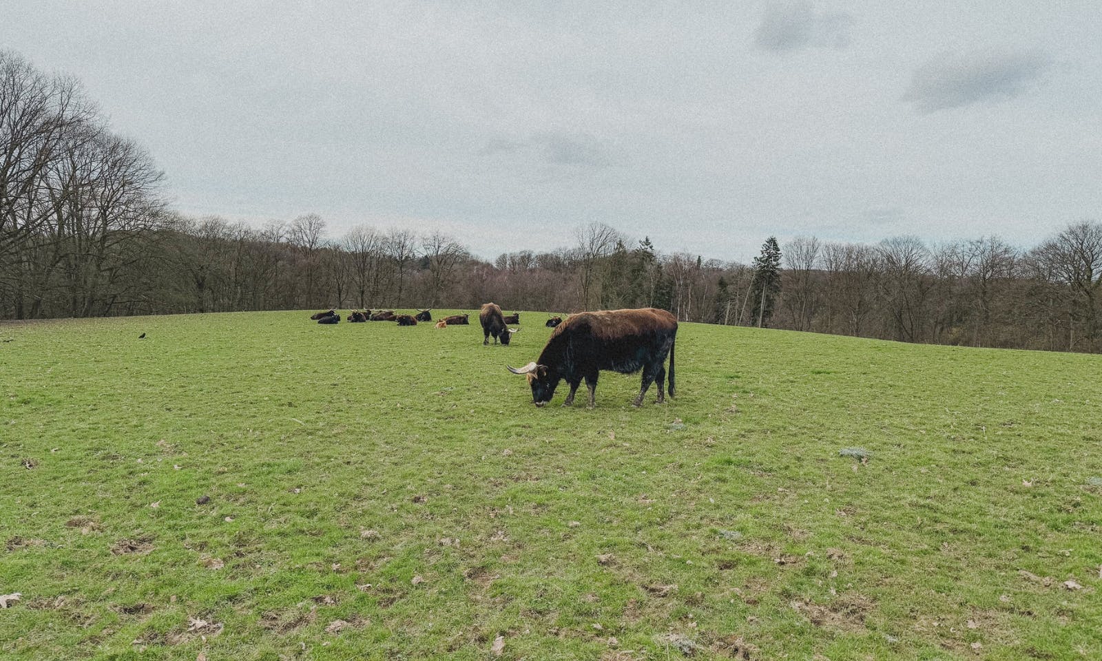 Wisentgehege im Neandertal