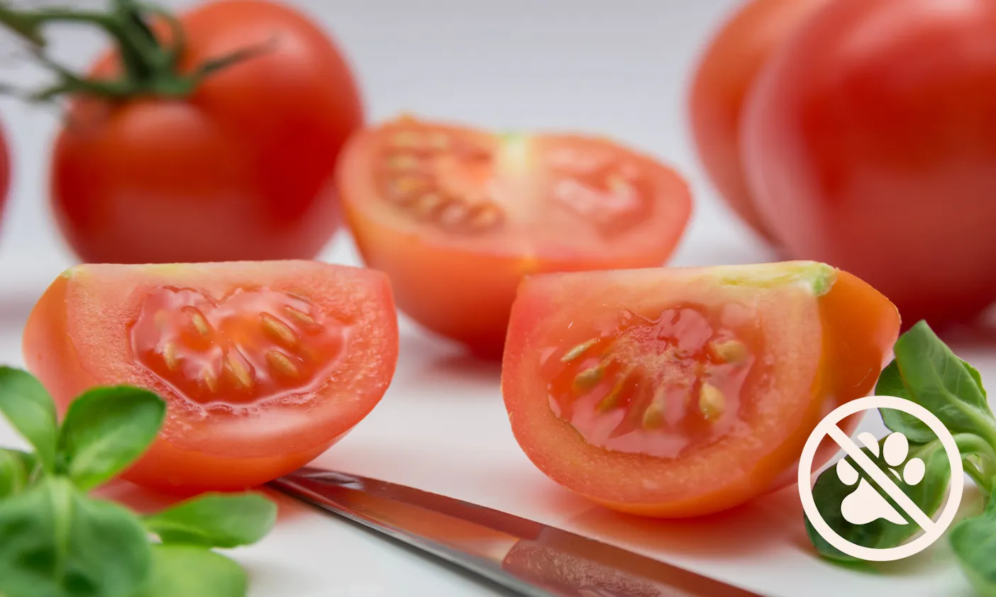 Tomaten sind giftig für Hunde