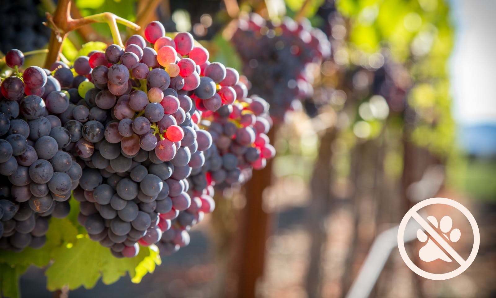 Weintrauben sind giftig für Hunde