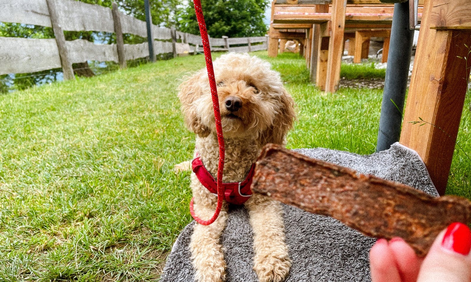 Gedörte Möhre für Hunde als Wanderproviant