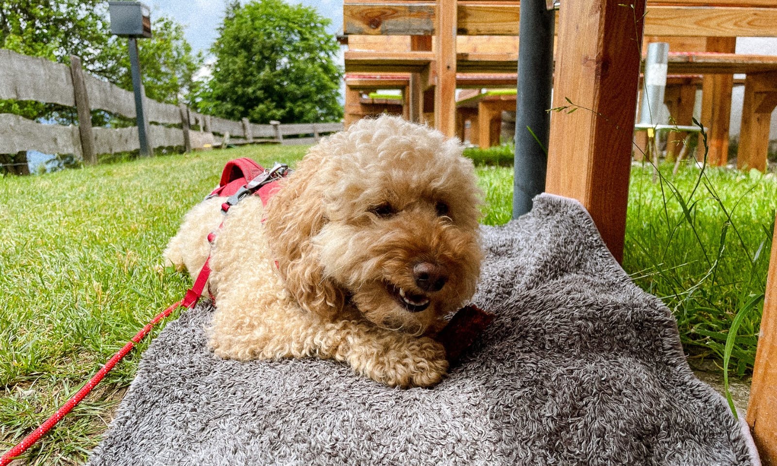 Gedörte Möhre für Hunde als Wanderproviant