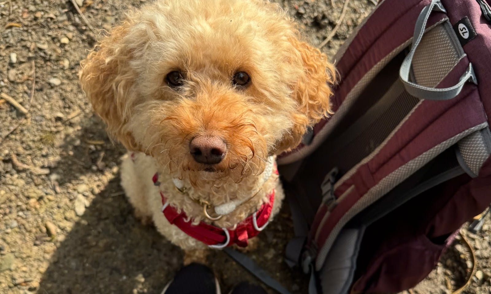 Bananen-Hirse-Häppchen