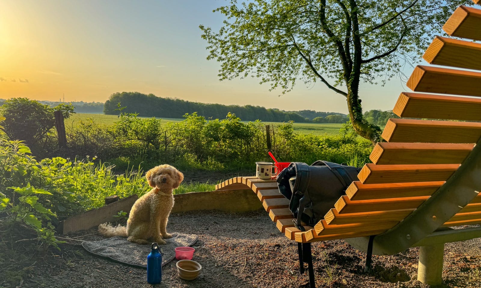Mini Goldendoodle macht eine Pause auf einer Wanderung