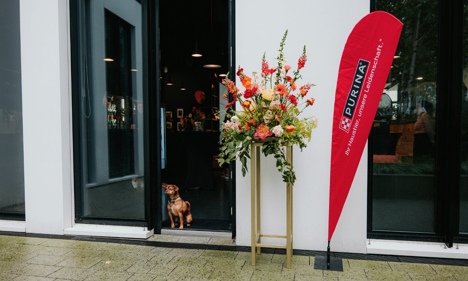 Bürohund bei einem hundefreundlichem Event von Purina im Handelsblatt