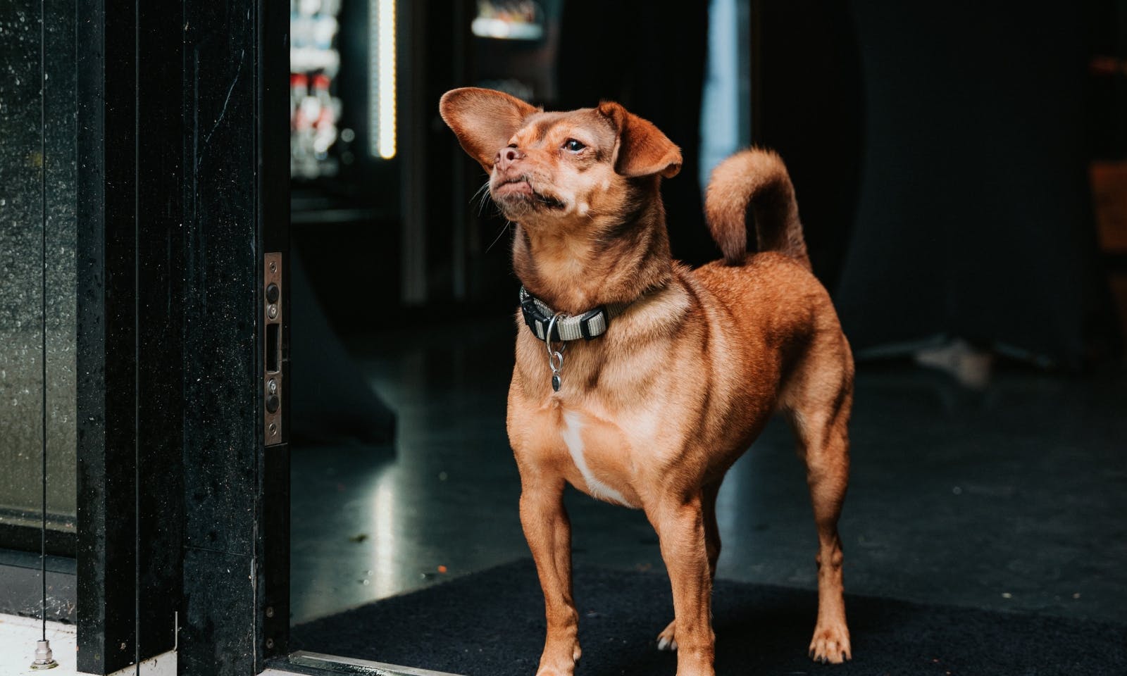 Bürohund bei einem hundefreundlichem Event von Purina im Handelsblatt