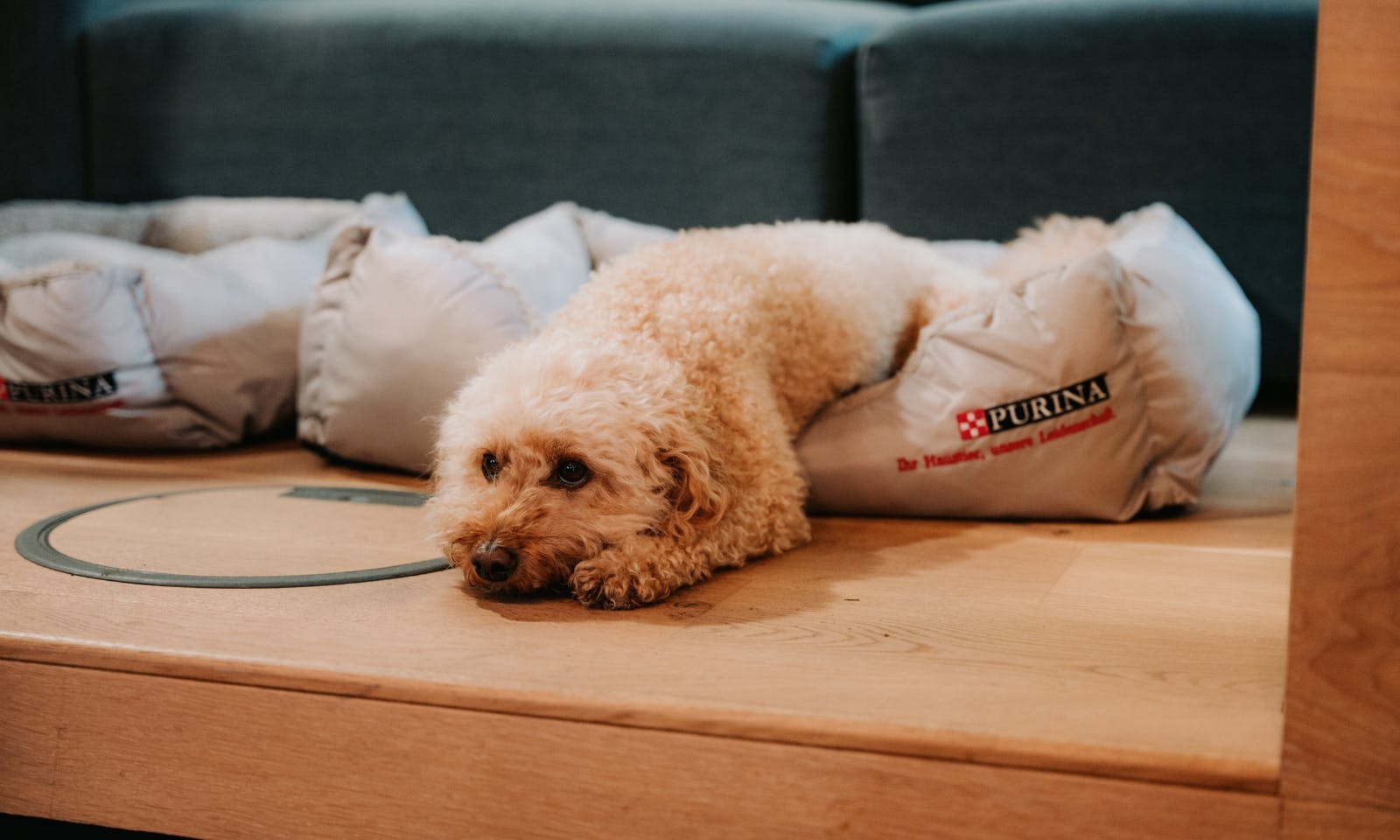 Pudelmischling Java Minidoodle bei dem Bürohunde-Event im Handelsblatt in Düsseldorf
