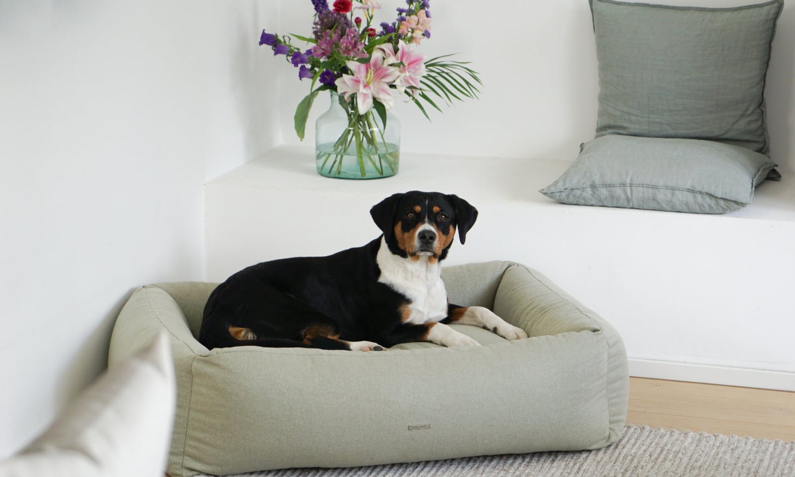 Sennenhund in einem minimalistischen, stilvollen Hundebett von Buciano