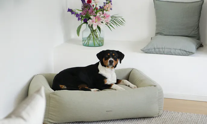 Sennenhund in einem minimalistischen, stilvollen Hundebett von Buciano