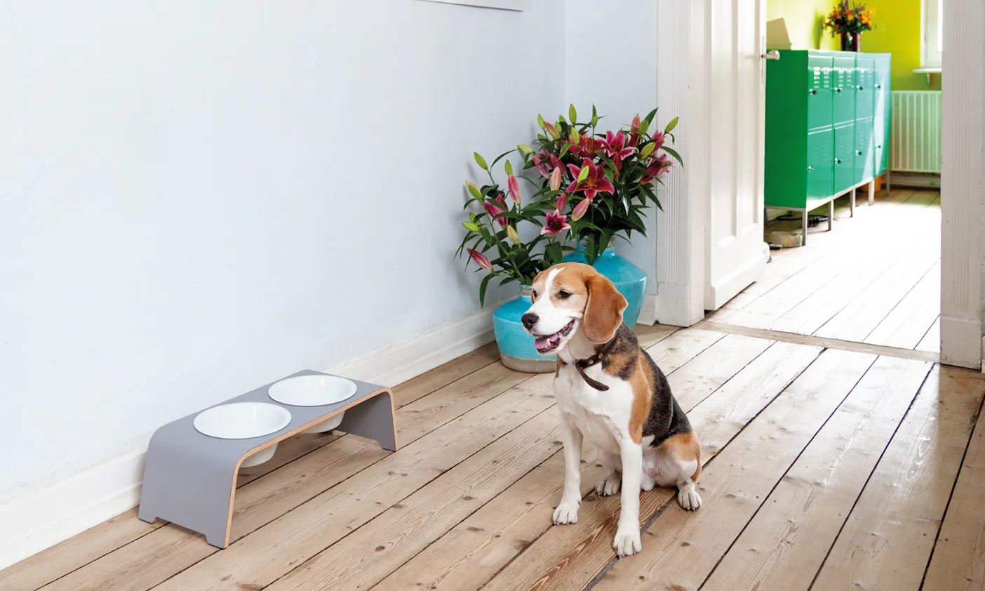 Hundenapfbar dogbar