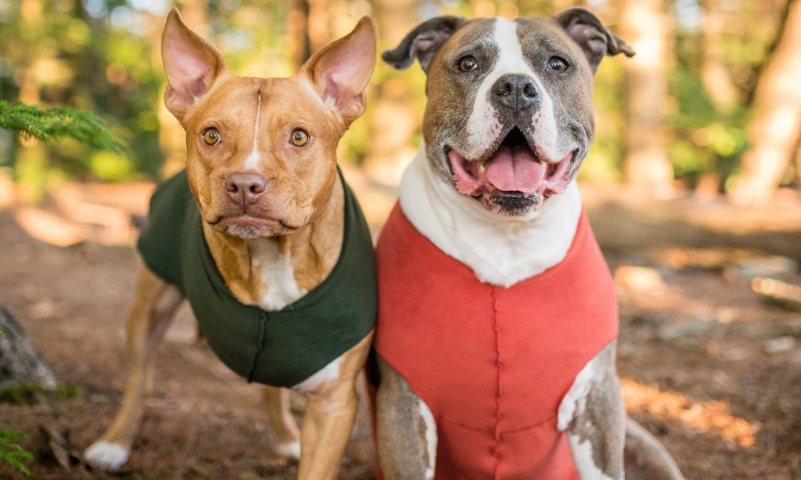 Handicap Hund mit Hundemantel aus Fleece