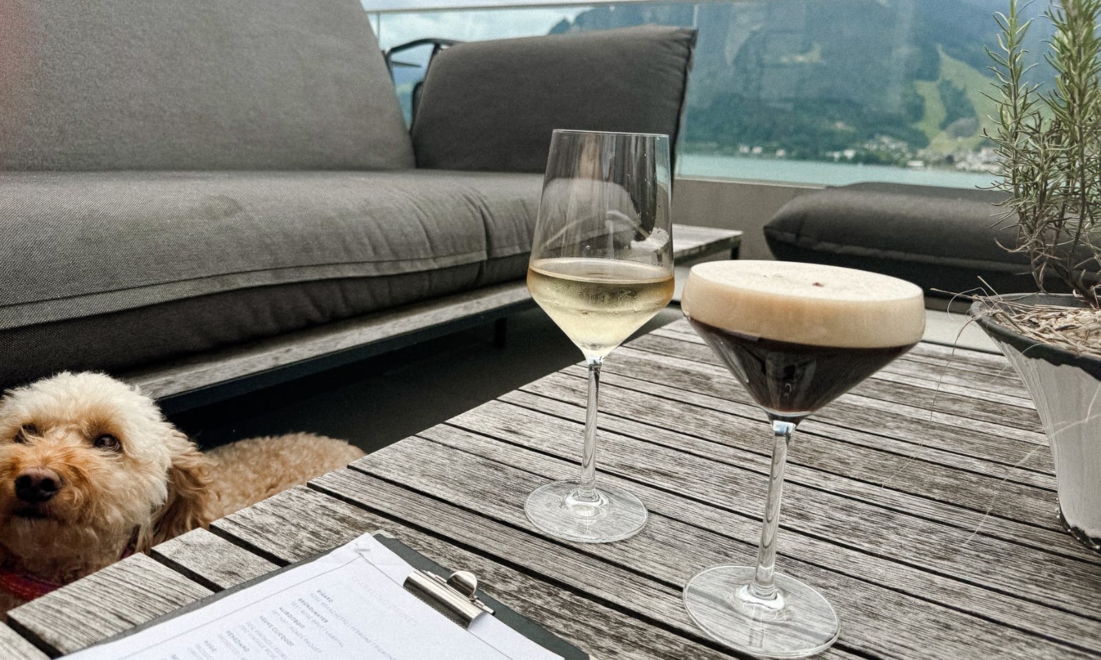 Mini Goldendoodle im Schlosshotel Bellevue