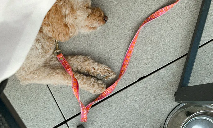 Hund liegt im Restaurant auf dem Boden und schläft