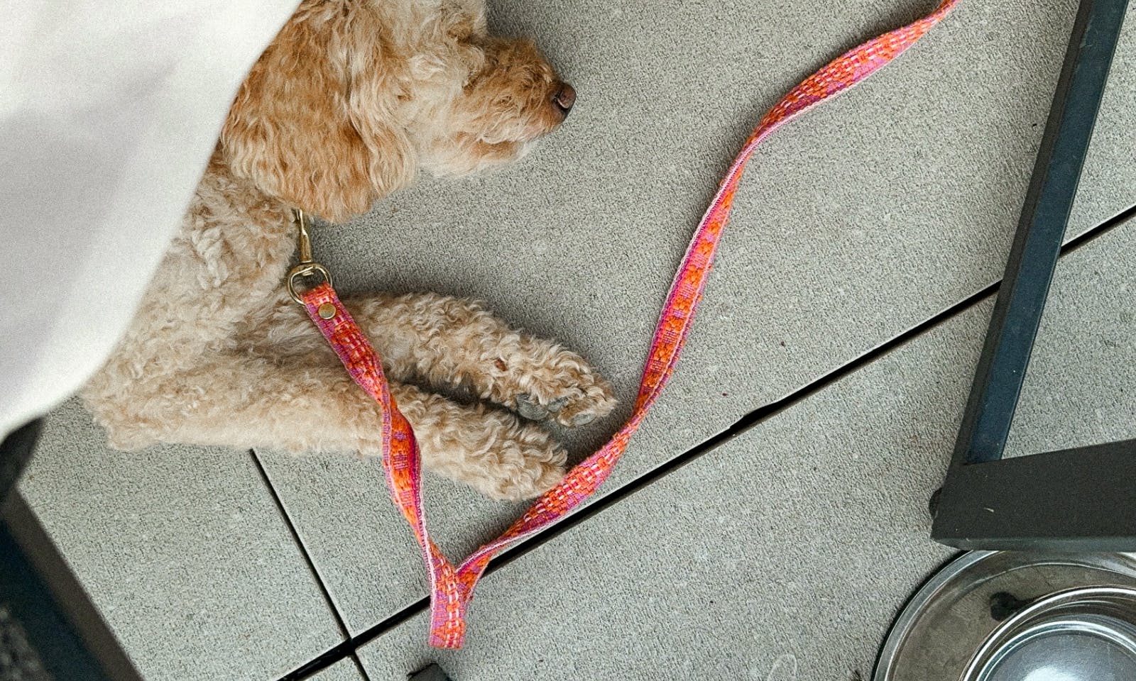 Hund liegt im Restaurant auf dem Boden und schläft