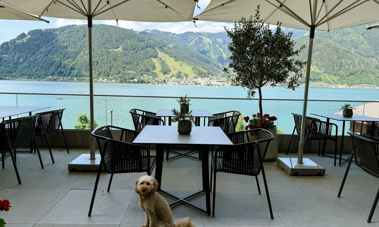 Mini Goldendoodle im Seehotel Bellevue am Zeller See
