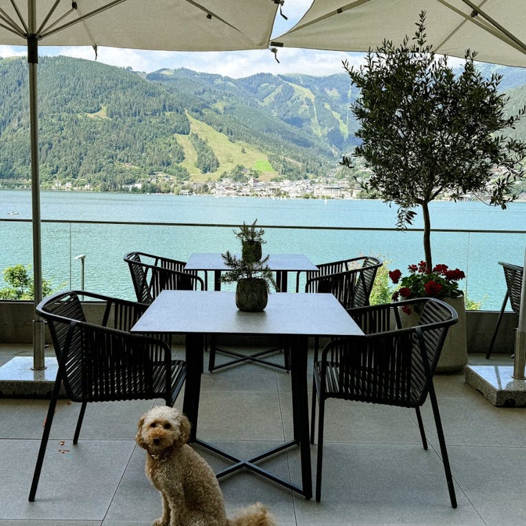 Seehotel Bellevue am Zeller See Restaurant mit Hund