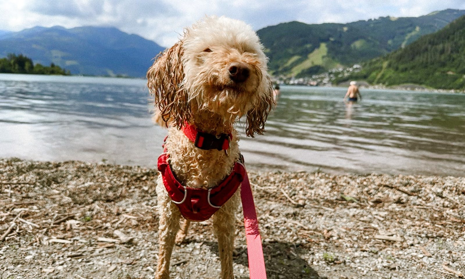 Goldendoodle, der im Zeller See gebadet hat und angeleint ist