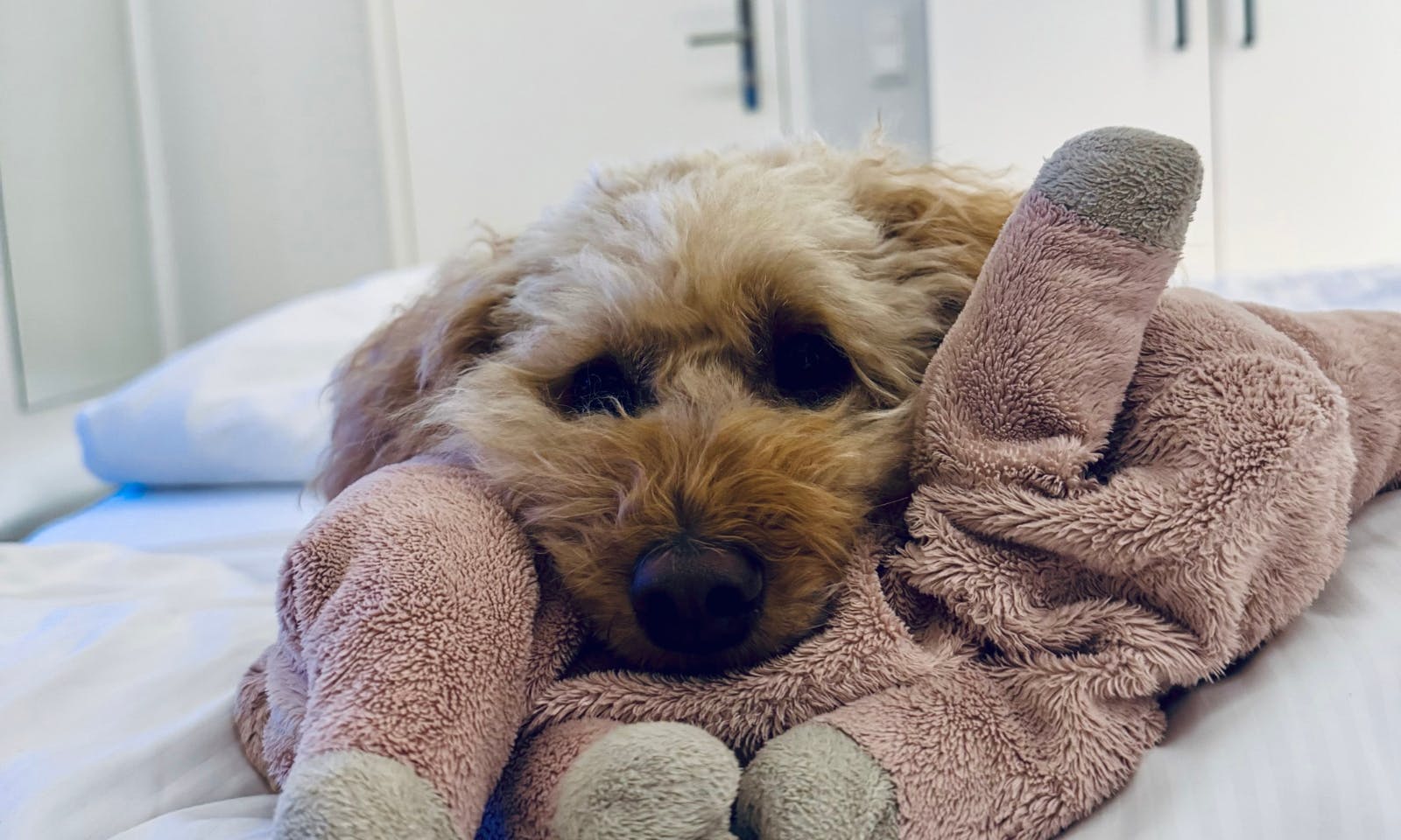 Hundefreundliches Hotel am Zeller See: Schlosshotel Bellevue