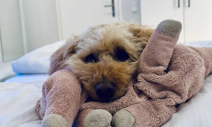 Hundefreundliches Hotel am Zeller See: Schlosshotel Bellevue
