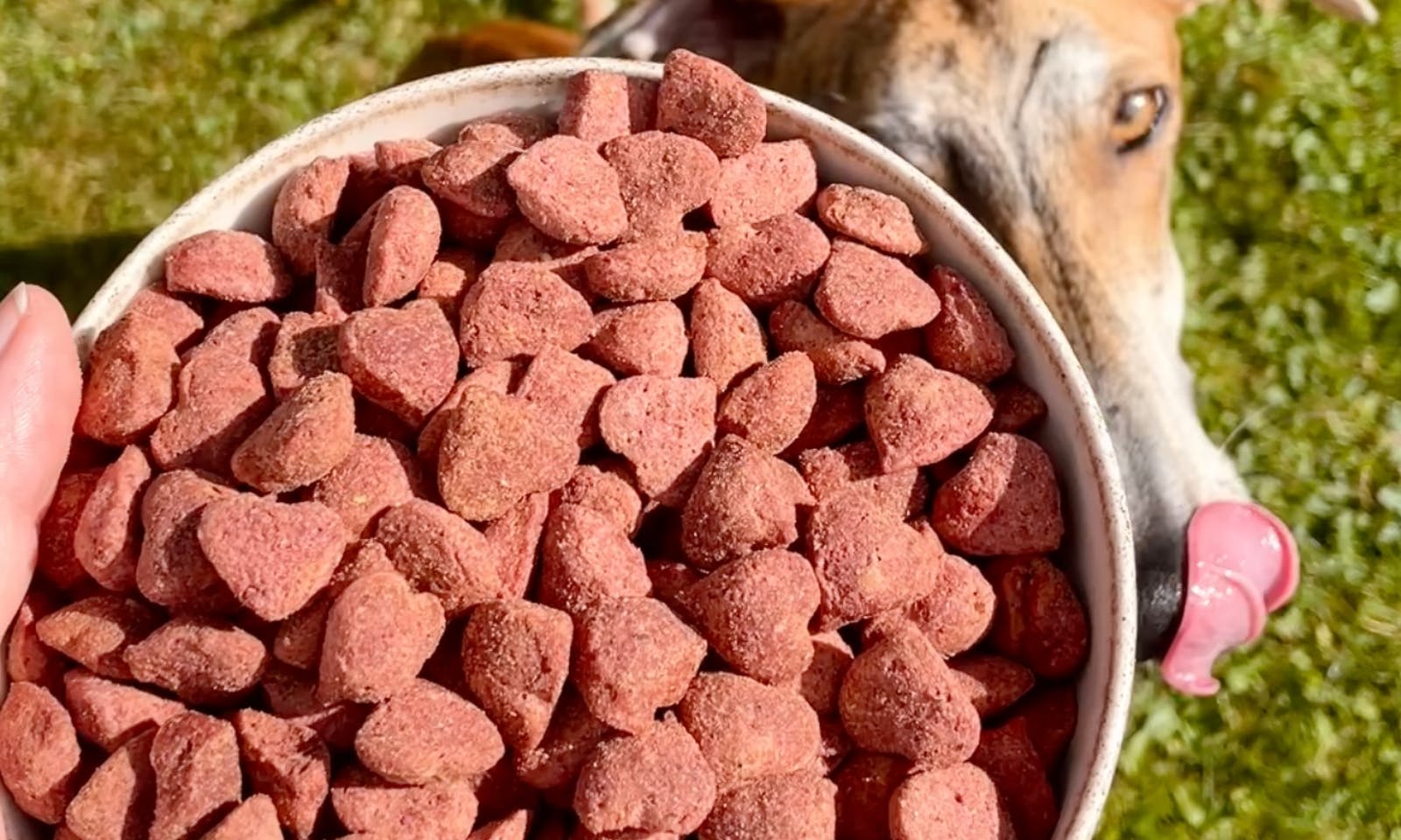 veganes Hundefutter von schnauze voll