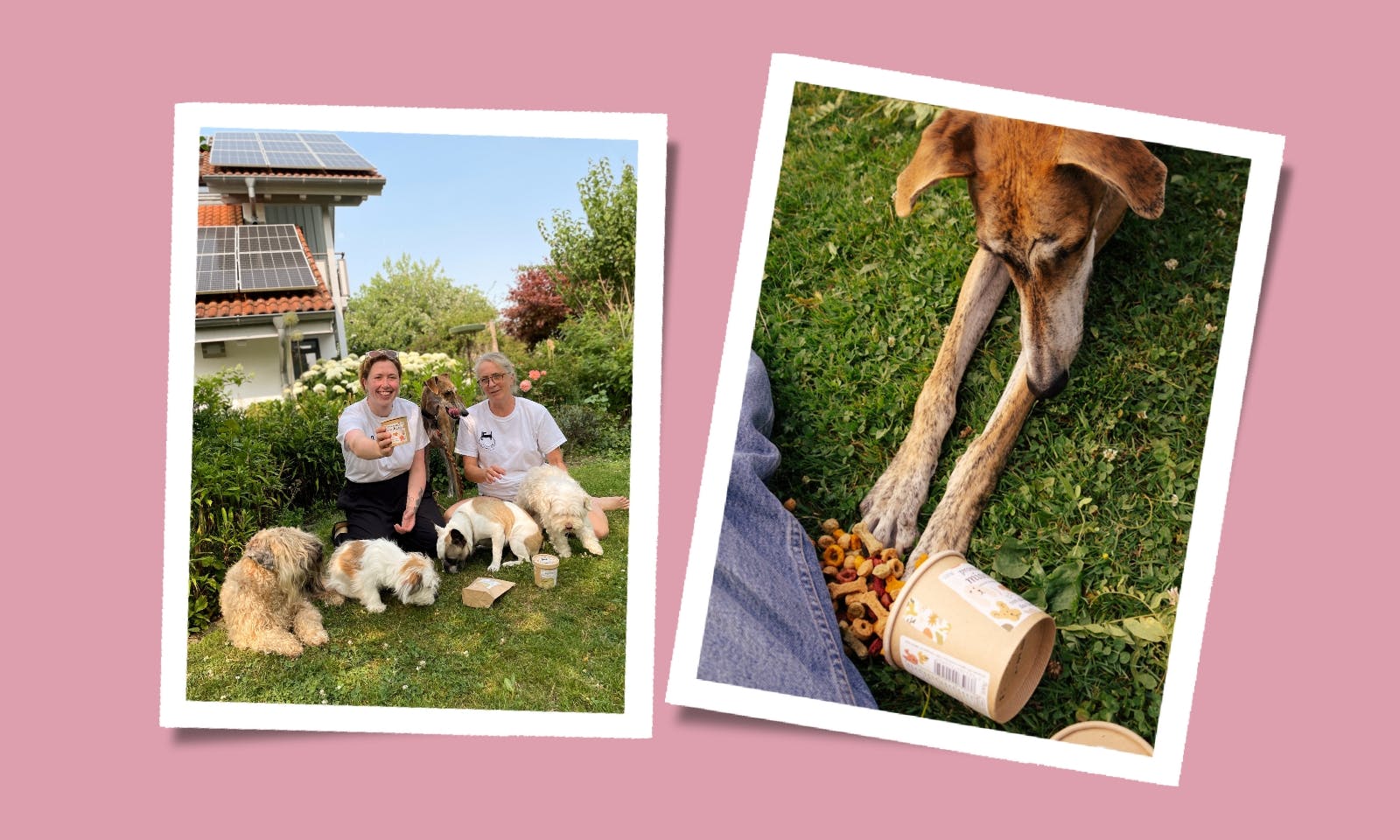 veganes Hundefutter