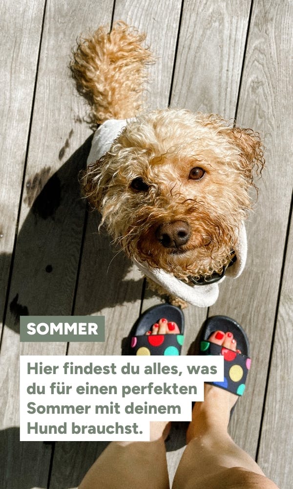 Sommer mit Hund