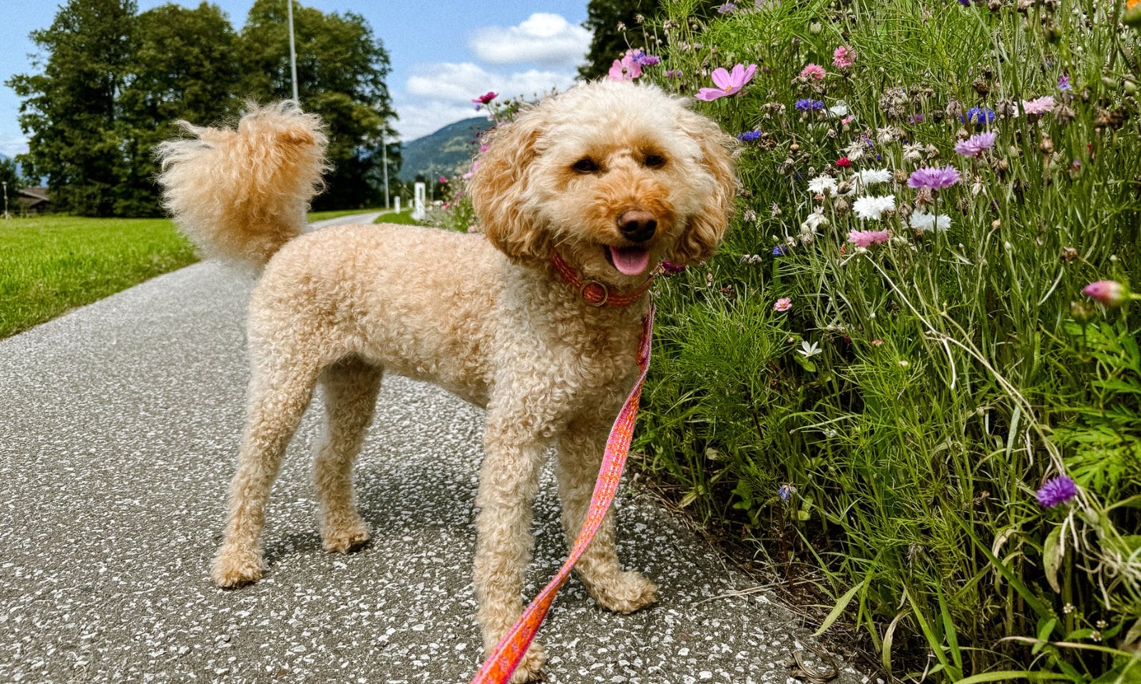 Pudel mit Fräulein Lottis Sommerleine in Tweed-Optik