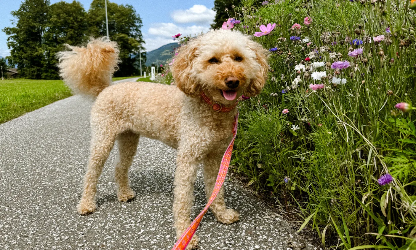 Pudel mit Fräulein Lottis Sommerleine in Tweed-Optik