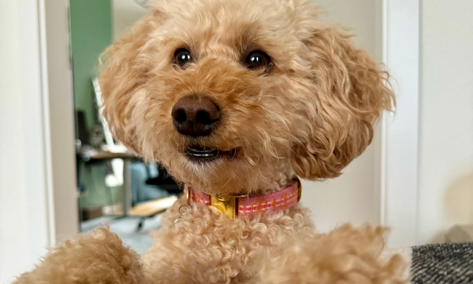 Pudel mit sommerlichen Halsband von Fräulein Lotti