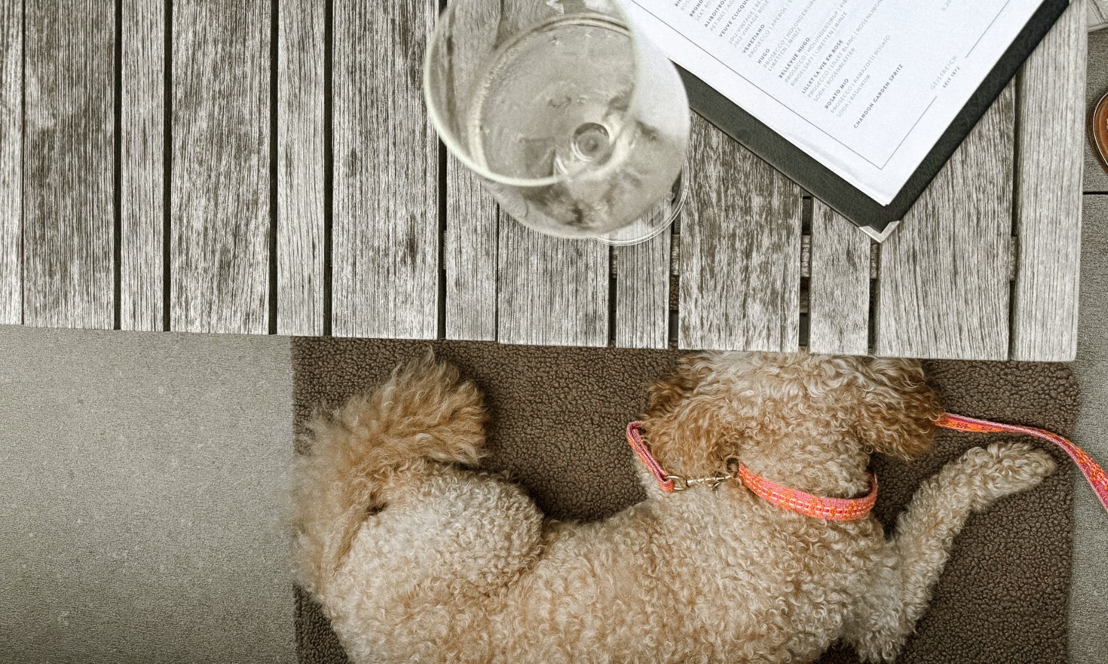 Pudel mit Fräulein Lottis Sommerleine in Tweed-Optik im Restaurant
