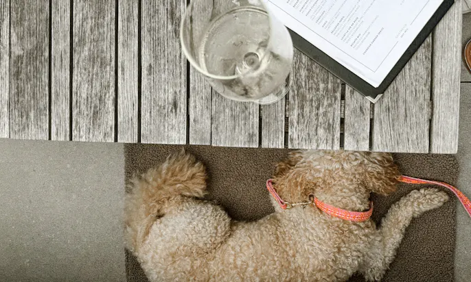 Pudel mit Fräulein Lottis Sommerleine in Tweed-Optik im Restaurant