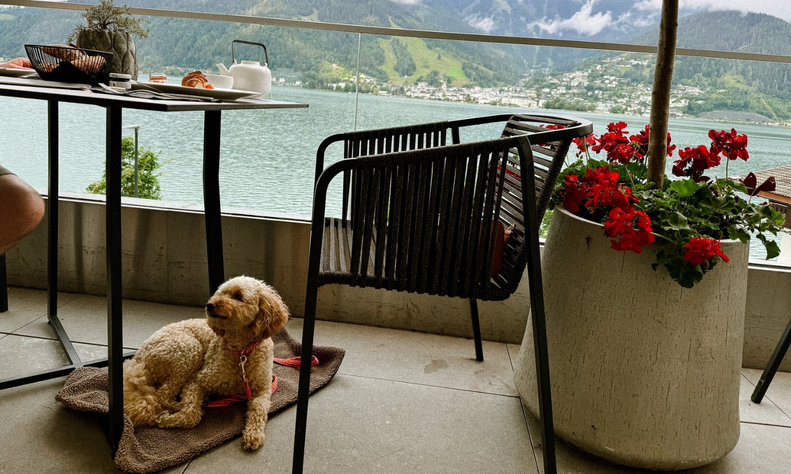 Pudel mit Fräulein Lottis Sommerleine in Tweed-Optik in Österreich
